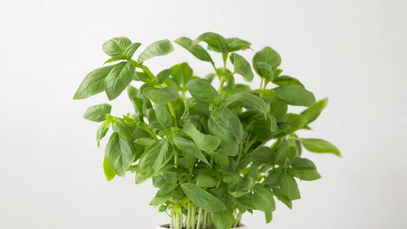 Green Basil Herb in Pot on Table 11