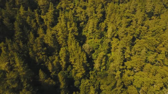 View of Mountain Forest Landscape