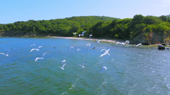 Flying with flock of seagulls over the sea with a view of a beach.