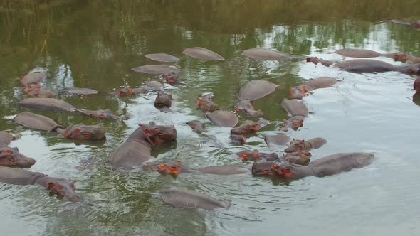 Herd of Hippos in Mara River at Africa