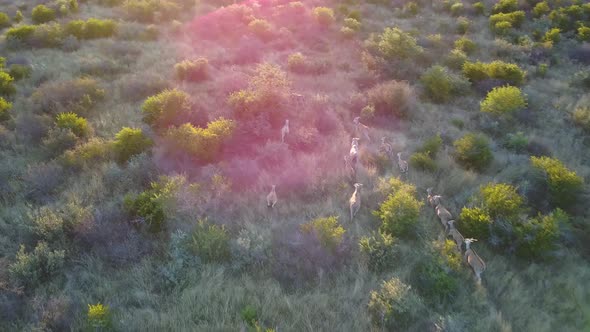 Antelopes running in grassy plain, Aerial tracking shot with sunset lens flare