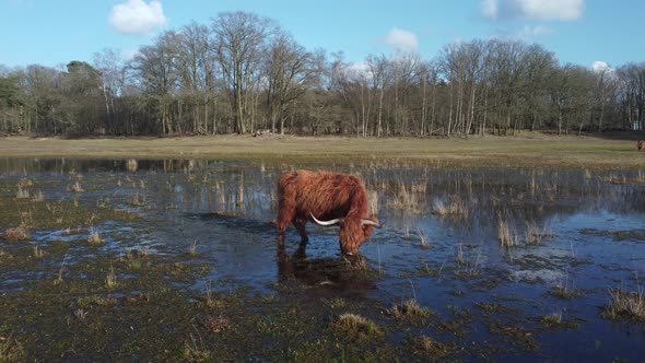 Auroch walking in lake Wasmeer in Hilversum and Laren, the Netherlands