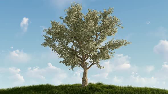 Money Tree On Hill alt