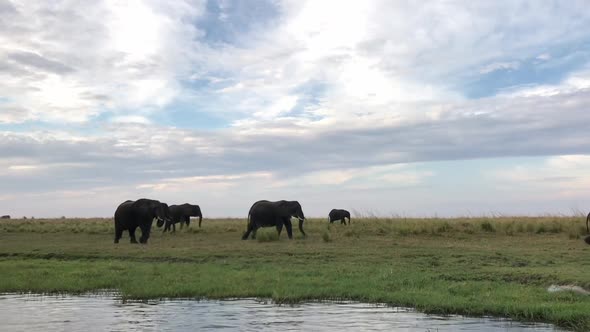 Pan across herd of wild elephants beside the Chobe River in Africa