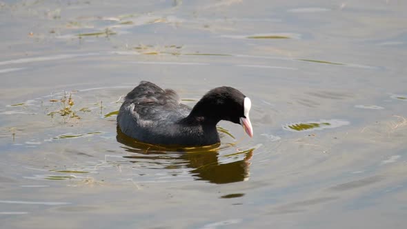 Coot Swimming in Pond