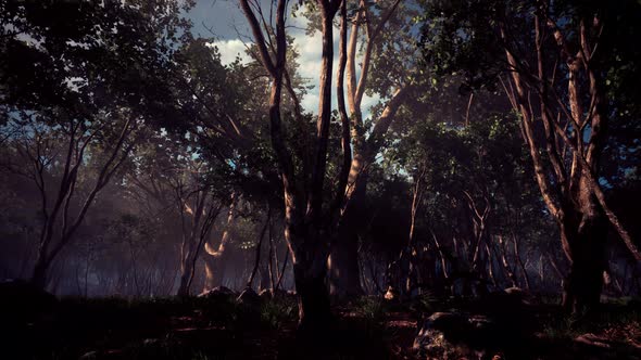 Roots of a Tree in a Misty Forest