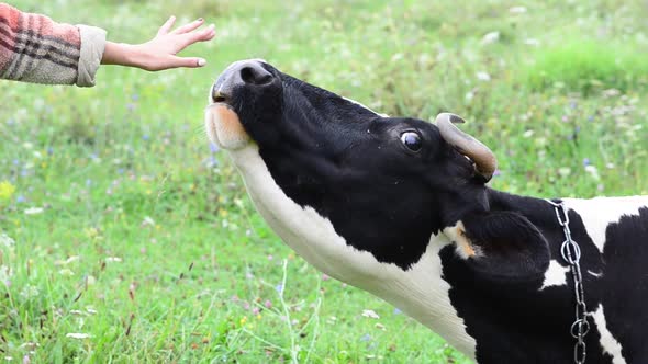 Cow