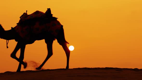 Cameleers Camel Drivers at Sunset