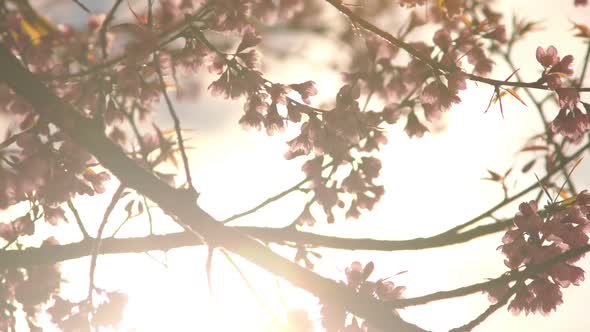 Cherry Blossom With Sunlight