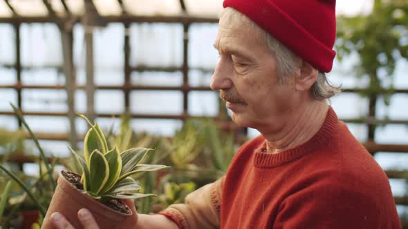 Elderly Man Checking Potted Plant in Greenhouse