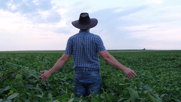 Young farmer walking on a soybean field studying the harvest during rainy weather.