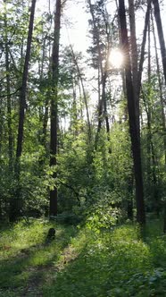 Vertical Video of a Forest with Trees