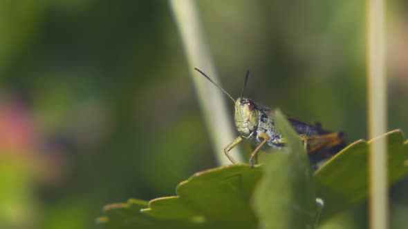 Agricultural Pest Grasshopper or Locust Sitting on Grass