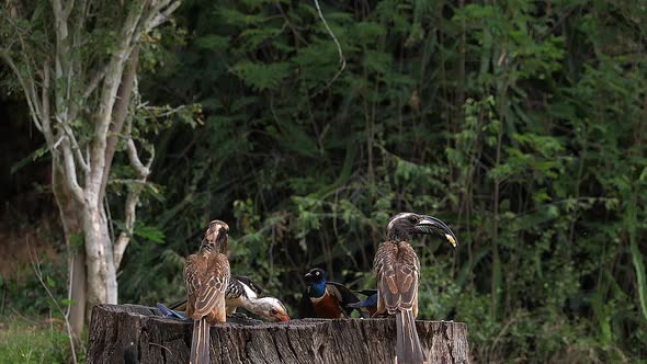 980235 Birds at the Feeder, Superb Starling, Red-billed Hornbill, African Grey Hornbill, Group in fl