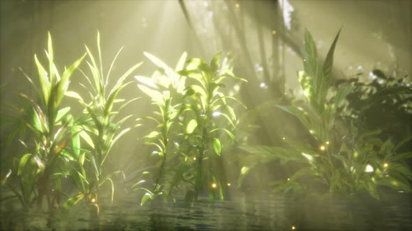 Fog Over the River in the Early Morning on an Summer Day alt