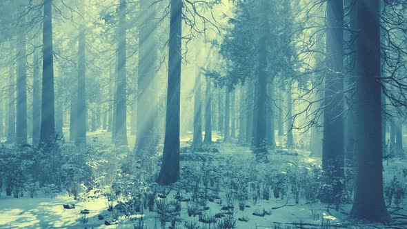 Pine Forest Illuminated By the Morning Sun on a Foggy Early Spring Day