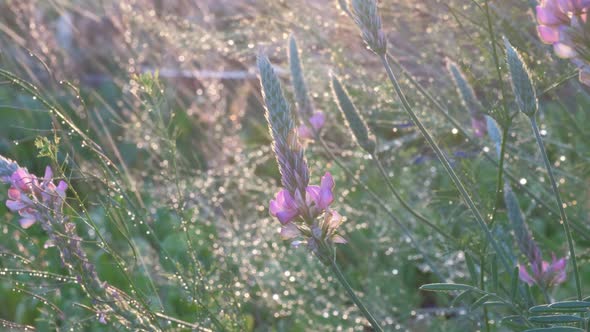 Flowers in nature