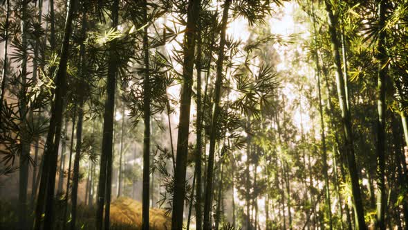 Asian Bamboo Forest with Morning Sunlight