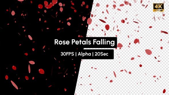 Real Rose Petals Falling