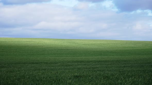 Field with young green wheat village in Silesia, Poland. Europe