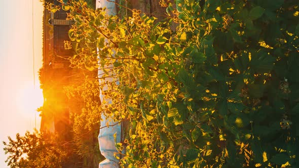 Vertical Pan Shot Timelapse Time Lapse Hyperlapse View Of Raspberry Bushes Growing In Vegetable