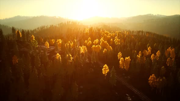 Sunlight in Spruce Forest in the Fog on the Background of Mountains at Sunset