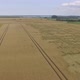 Aerial Video Of A Yellow Field In The Summer - VideoHive Item for Sale