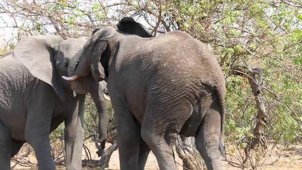 African Elephant Fight Between Two Big Males National Park Chobe Botswana