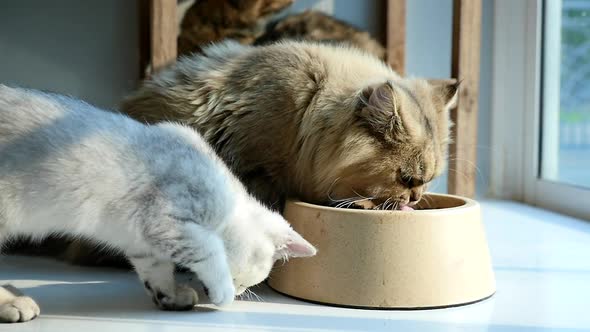 Cute Persian Cat Eating Dry Food From A Bowl