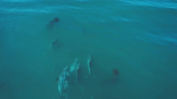 Aerial shot of dolphins swimming under water following them with drone with a top down view