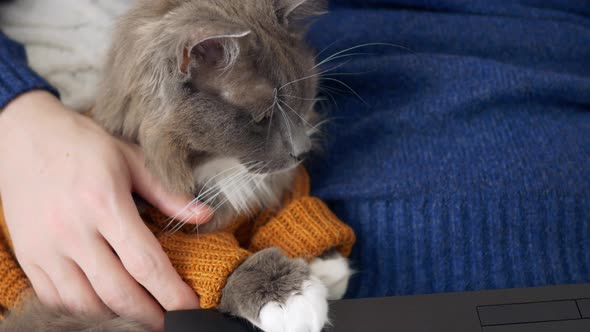 A Funny Gray Cat with Fluffy Hair in the Hands of His Owner Follows the Work of the Owner on the