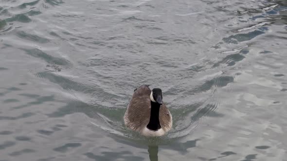 Slow motion, Canada Goose swimming along a pond.