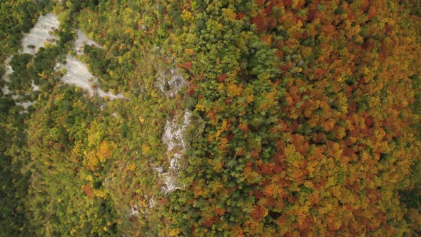 Autumn Forest