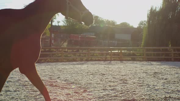 Horse running in a horse corral