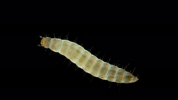 Larva of Ulomoides Dermestoides Beetle Under a Microscope, Family Tenebrionidae