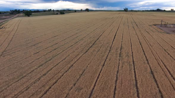 Baking up this drone flight reveals a perfect winter wheat field ready to provide America's bread.