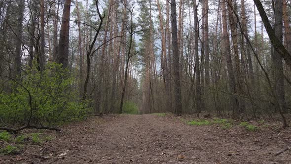 Aerial View of the Road Inside the Forest