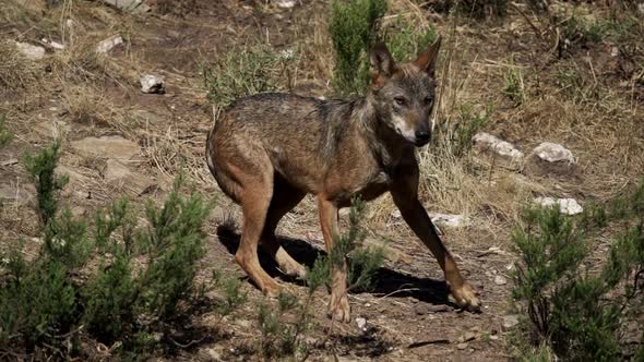 Wolf Surprised and Frighten in Slow-motion