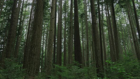 Vancouver British Columbia forest (Pacific Spirit Region)