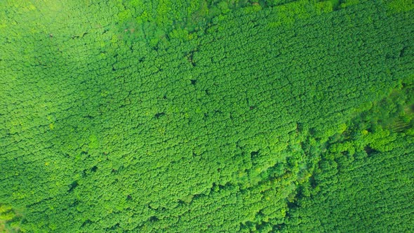 4K Aerial view over a rubber tree