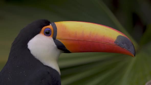 Beautiful toucan isolated against a green background, profile, Close up.