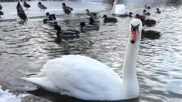 White swan (Cygnus olor) and wild ducks in winter on the pond