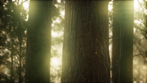 Wild Pine Forest at Sunrise