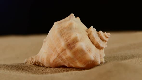 Usual Marine Seashell on Sand, Black, Rotation, Close Up