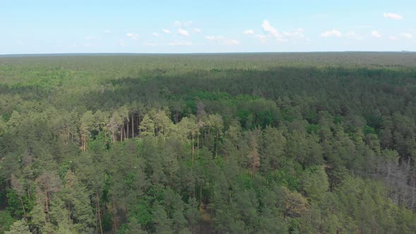 Pine Forest Aerial Summer