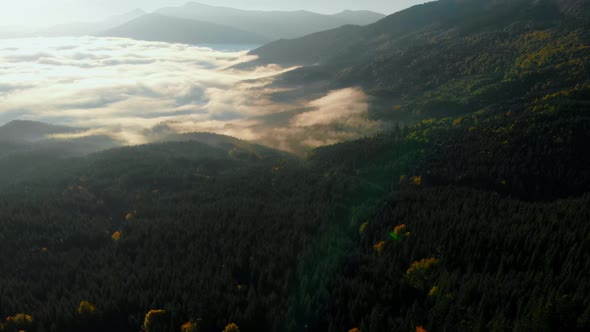 Aerial view: Amazing Thick Morning Fog Covering Mountains Spice and Spruce Forest.