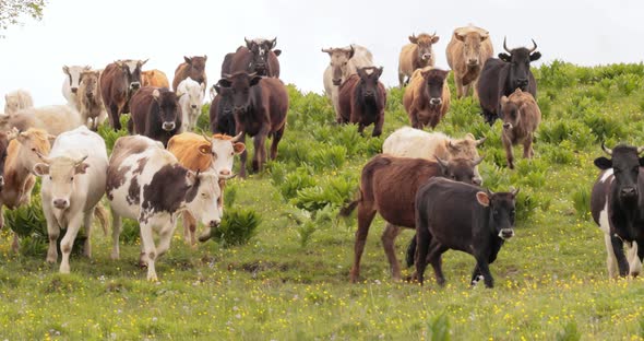 Cows Together Grazing in a Field