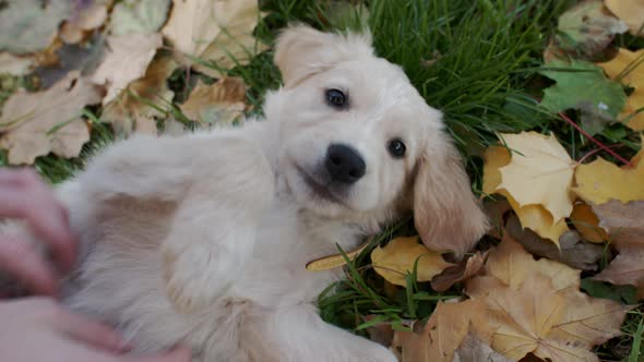 Petting Amusing Golden Retriever Dog