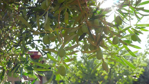 Olive Tree in the Garden and Bright Sunbeam