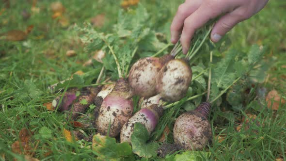 Placing freshly harvested organic turnips in pile together. CLOSE UP